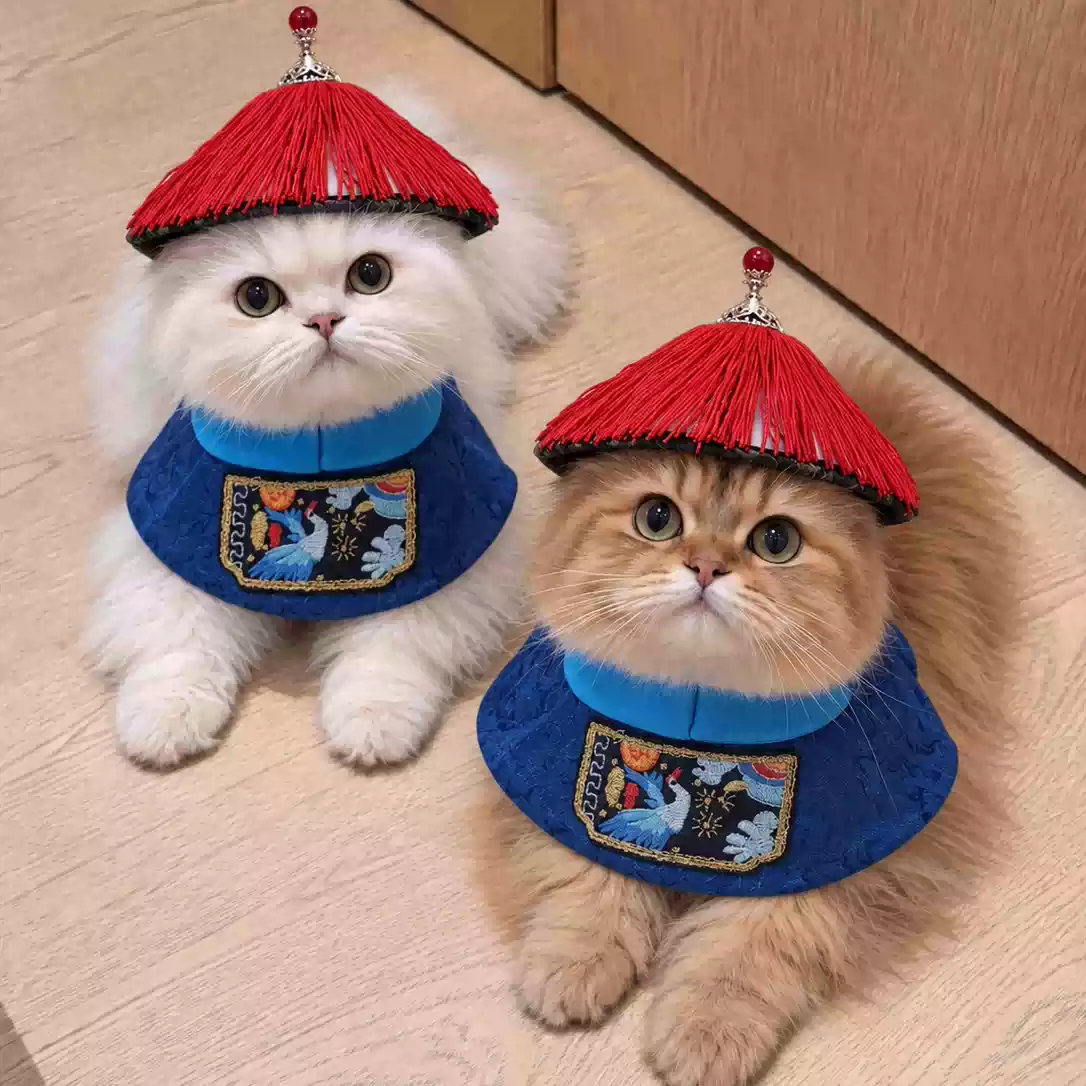 太监猫咪衣服~万圣节穿搭流苏