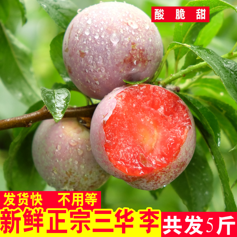 5斤三华李现货红心李子新鲜孕妇水果广东信宜钱排当季带箱脆甜