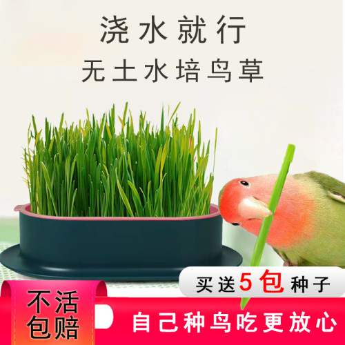 鹦鹉专用水培育鸟草零食鸟草粮