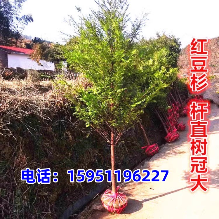 红豆杉大树地栽盆栽南方名贵树