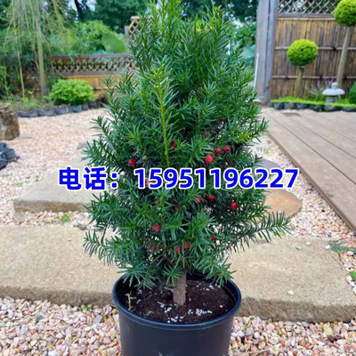 红豆杉苗适合全国栽植