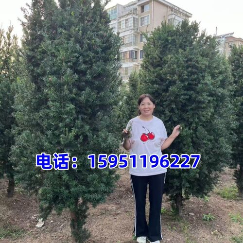 耐寒植物正宗东北红豆杉公母搭配树苗绿植花卉盆栽红豆杉盆景树苗