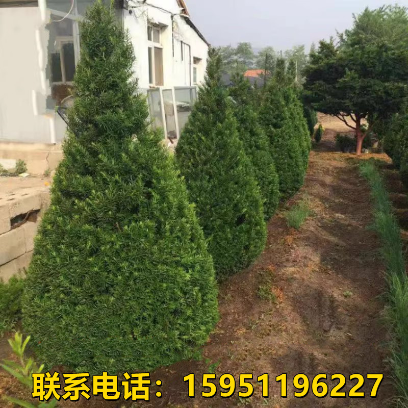 精品红豆杉苗大树苗绿植