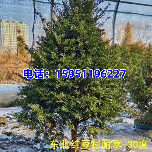 正宗曼地亚红豆杉美国红豆杉树苗大树红豆杉盆景庭院大树四季常青