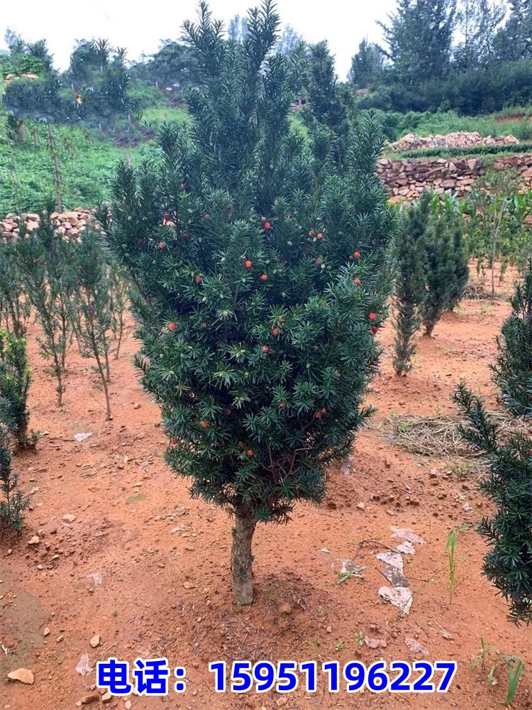 带果发货曼地亚红豆杉盆栽树苗盆景大型植物绿植阳台带果庭院盆景