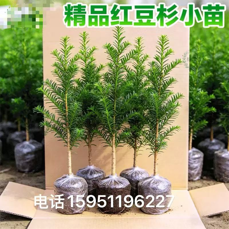红豆杉树苗盆栽盆景正宗曼地亚别墅大型植物室内客厅绿植净化空气