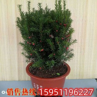 【带花发货】曼地亚红豆杉盆景红豆杉树苗耐寒植物净化空气除甲醛