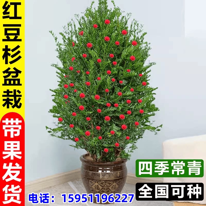 红豆杉树苗盆栽带果别墅老桩盆景