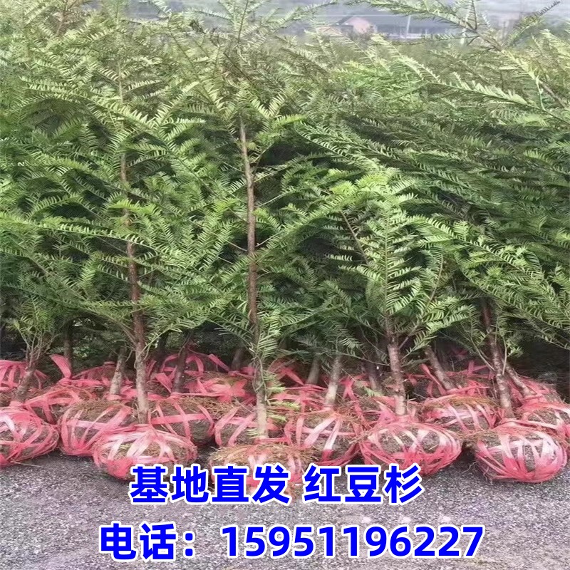 红豆杉树苗红豆杉小苗基地供应