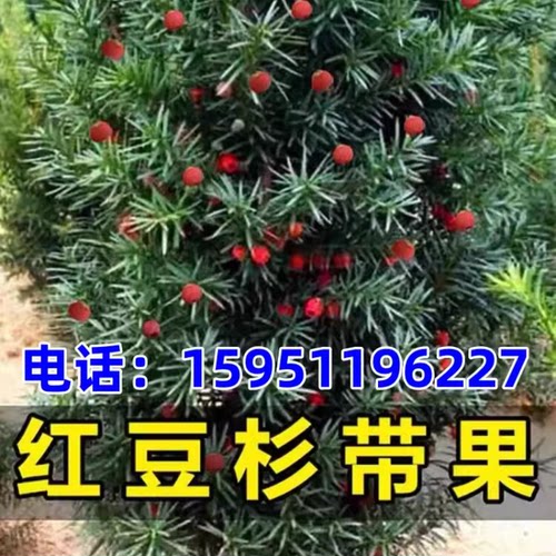 红豆杉盆栽带果曼地亚红豆杉大树苗室外庭院地栽耐寒耐高温花卉