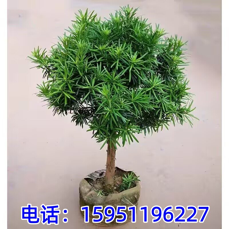 罗汉松树苗雀舌大树庭院别墅阳台地栽可造型盆栽盆景迎客松绿植物