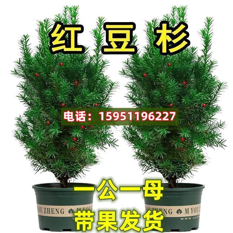 正宗红豆杉大树苗带果曼地亚盆栽室内外庭院北方耐寒植物好养花卉,鲜花速递/花卉仿真/绿植园艺,大型绿植/成品组合盆栽,淘宝优惠券,粉丝福利购,淘宝优惠卷