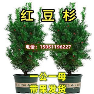 正宗红豆杉大树苗带果曼地亚盆栽室内外庭院北方耐寒植物好养花卉