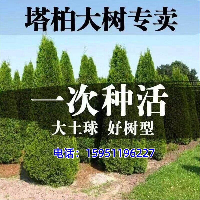 柏树坟地树苗塔柏苗四季常青松柏树侧柏蜀桧苗扁柏宝塔松龙柏耐寒