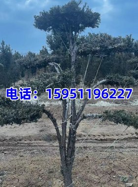 别墅庭院高档盆景曼地亚红豆杉