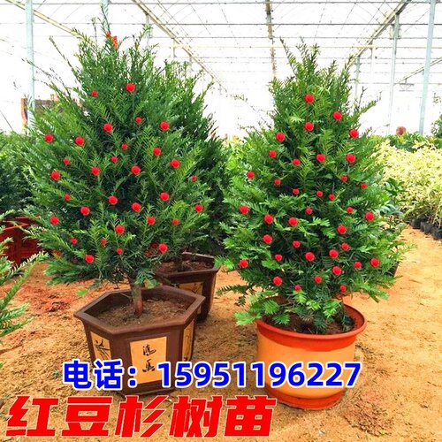 红豆杉树苗曼地亚室内别墅庭院耐寒四季常青地栽风景植物净化空气
