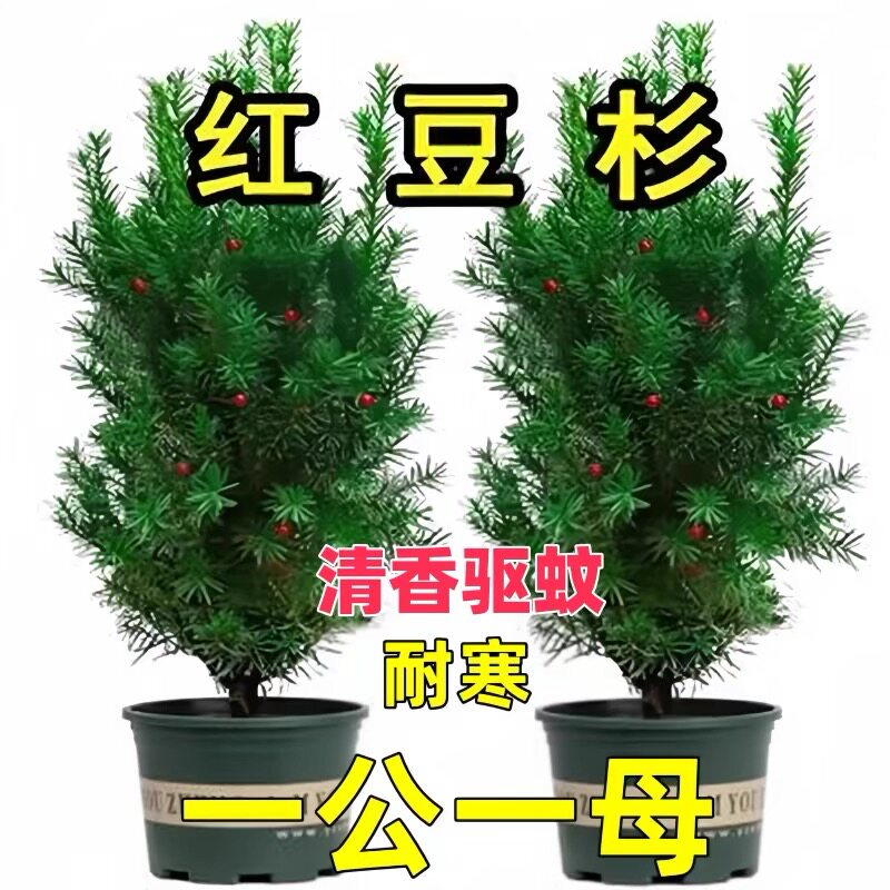 正宗红豆杉大树苗带果曼地亚盆栽室内外庭院北方耐寒植物好养花卉