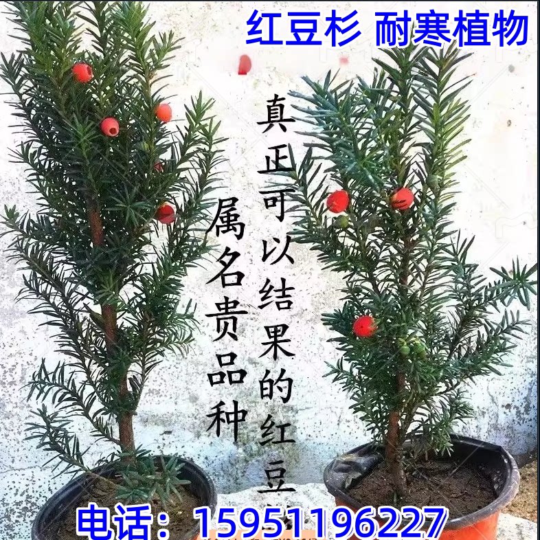 红豆杉树苗红豆杉盆栽红豆杉树苗室内外花卉绿植盆景植物四季好养