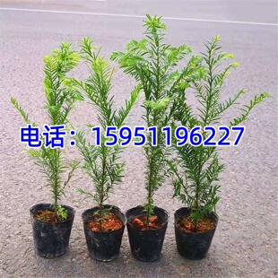 南方红豆杉营养体苗树苗盆景地栽绿植拆迁征地植物耐寒小区绿化