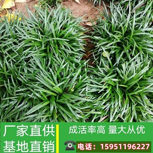 玉龙草耐阴草坪中叶细叶麦冬草免修剪日本矮麦冬草庭院矮生草皮