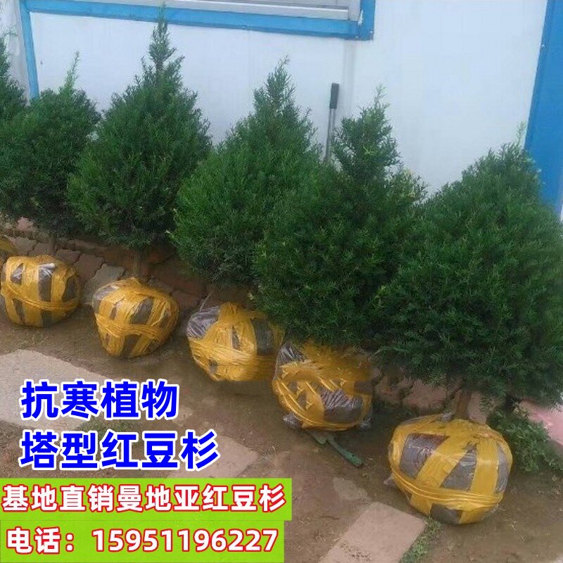 耐寒东北方红豆杉盆景大盆景大树树苗盆栽地栽室内外一公一母带果