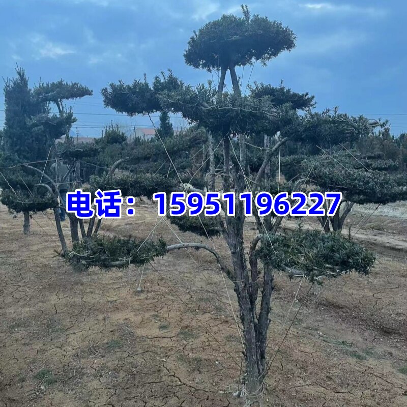 曼地亚红豆杉大盆景造型红豆杉大树绿植带果植物别墅庭院公母耐寒