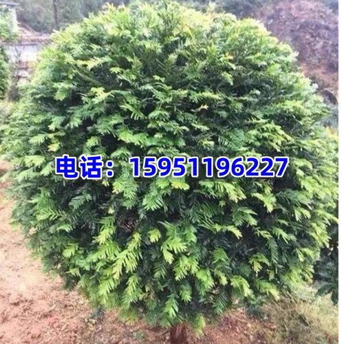 耐寒曼地亚红豆杉带果盆景盆栽树苗大树绿植大型绿植老桩庭院植物