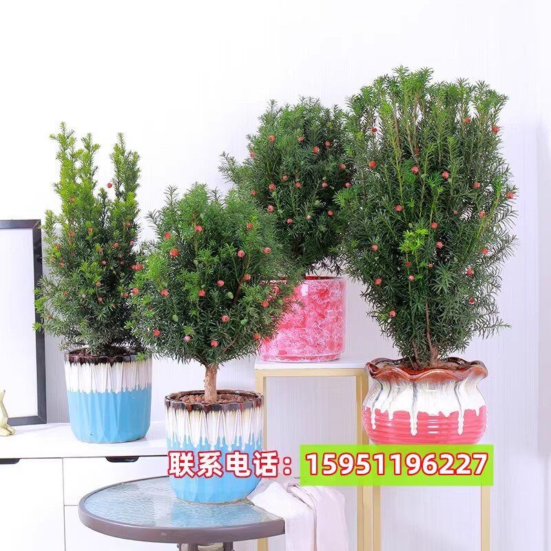 基地直销红豆杉树苗曼地亚盆栽公大型绿植/成品组合盆