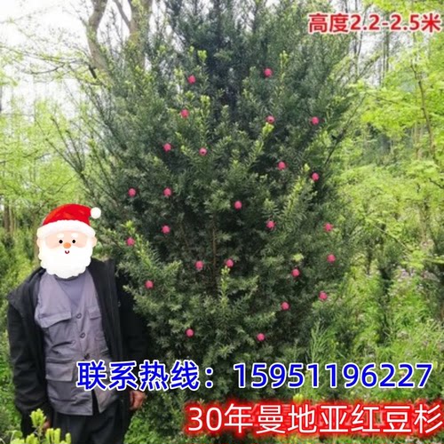 绿篱红豆杉曼地亚红豆杉大树苗南北适宜室外抗冻庭院越冬珍贵植物