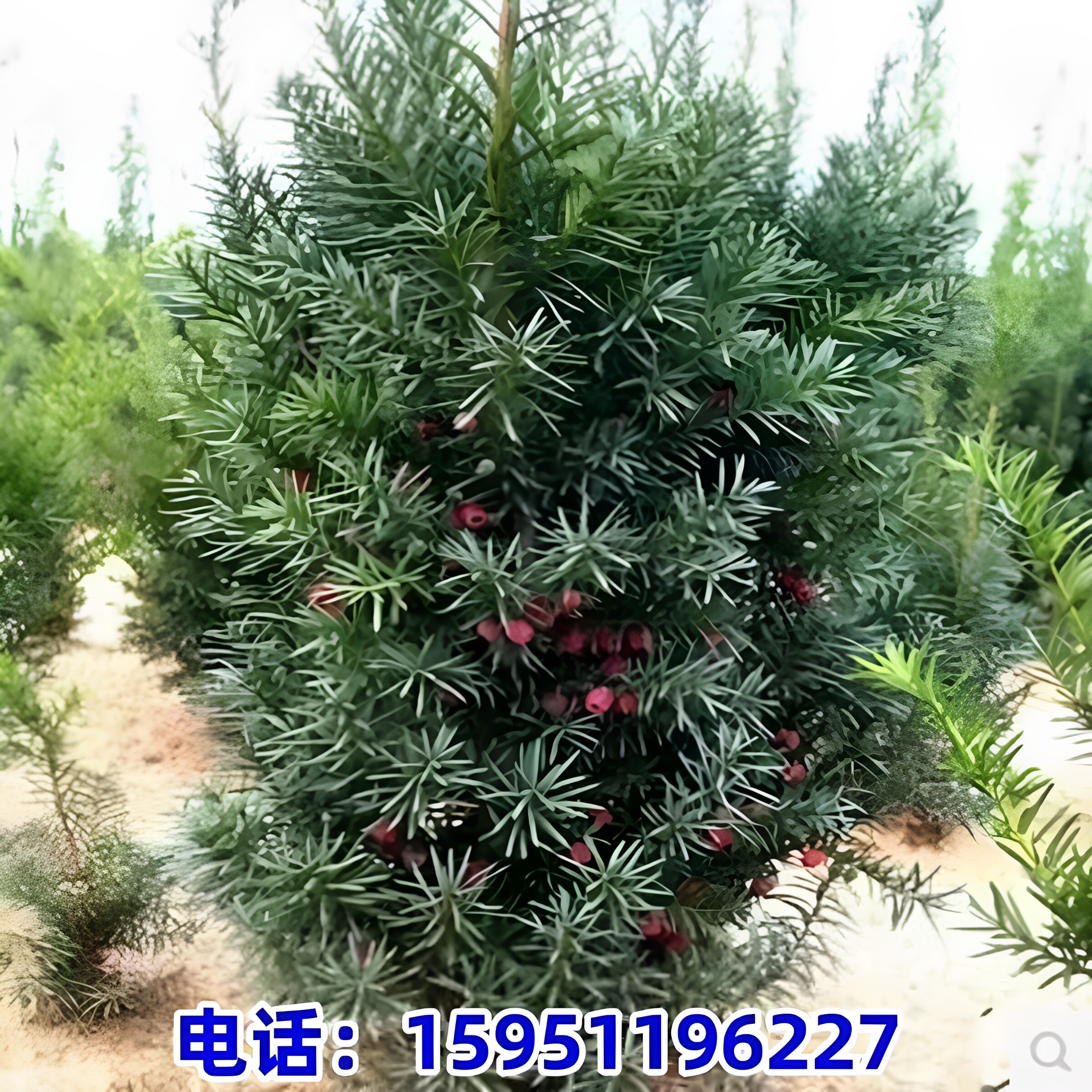 带果曼地亚红豆杉盆景树苗盆栽大树地栽庭院别墅室内客厅公母搭配