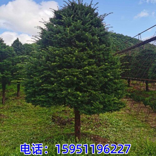 带果曼地亚红豆杉盆景别墅庭院耐寒植物盆栽地栽红豆杉苗四季常青