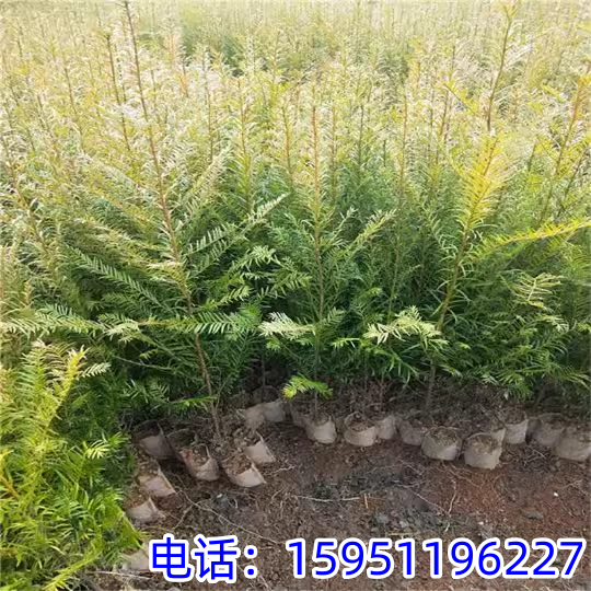 云南红豆杉树苗庭院绿植盆栽盆景高档植物绿化苗景观风景植物大树