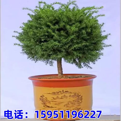 曼地亚红豆杉东北红豆杉树苗盆景