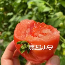 西域小白柿愿普罗旺斯西红柿4.5斤装 新鲜时令果蔬番茄沙瓤皮薄