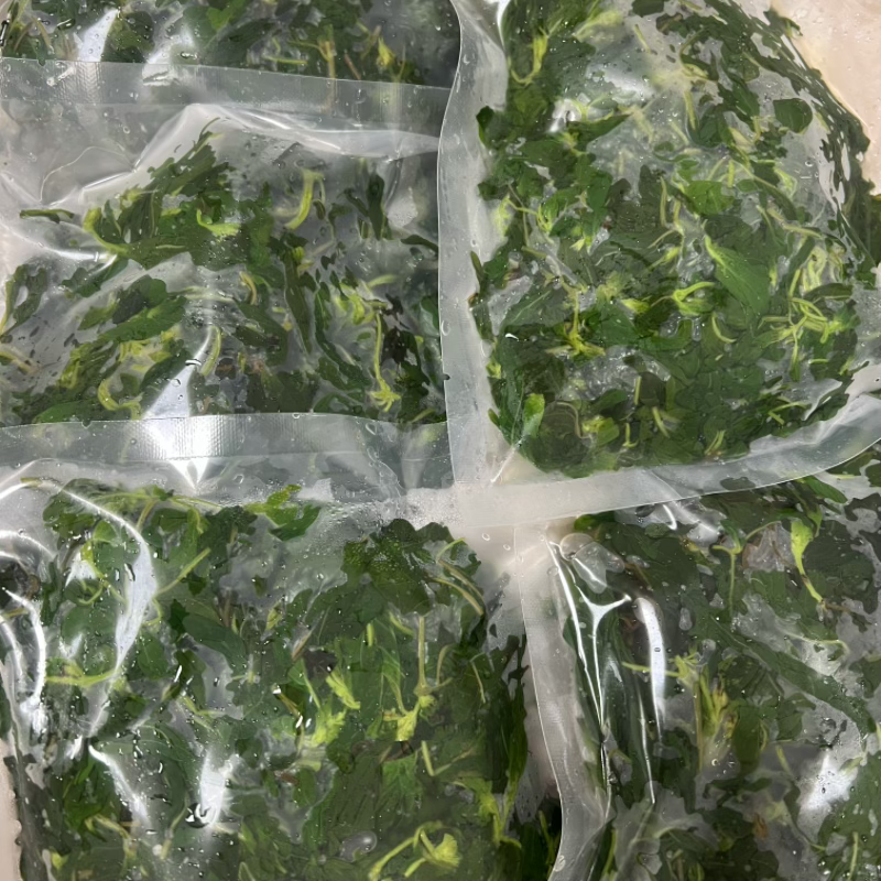 湖北农家自种新鲜荆芥菜叶菜荆芥菜苗露天种植新鲜现摘超水真空