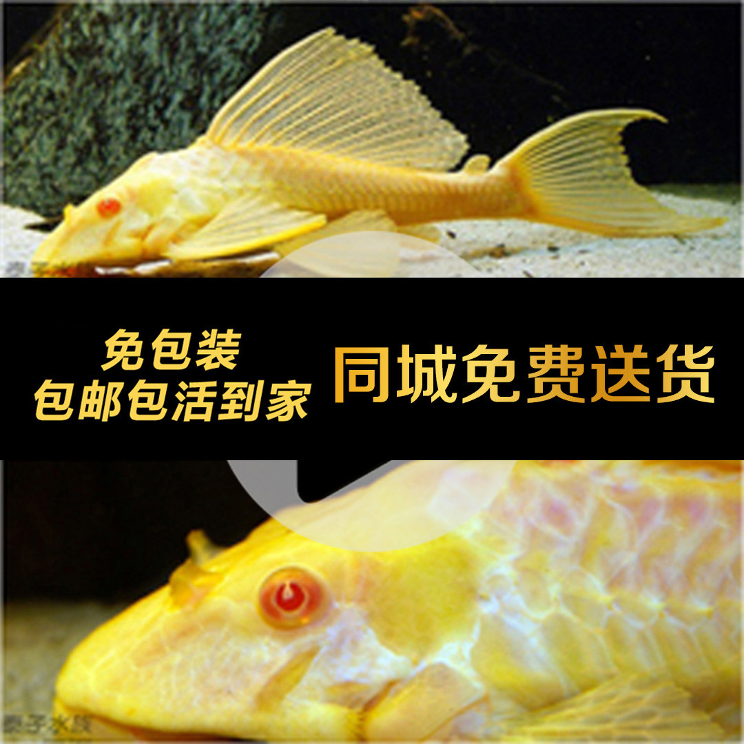 清道夫活体热带观赏鱼