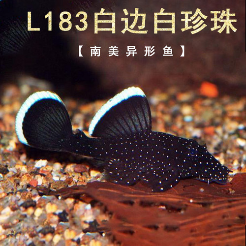 【入缸不售后】l183白边白珍珠异型鱼观赏鱼活体稀有底栖鱼