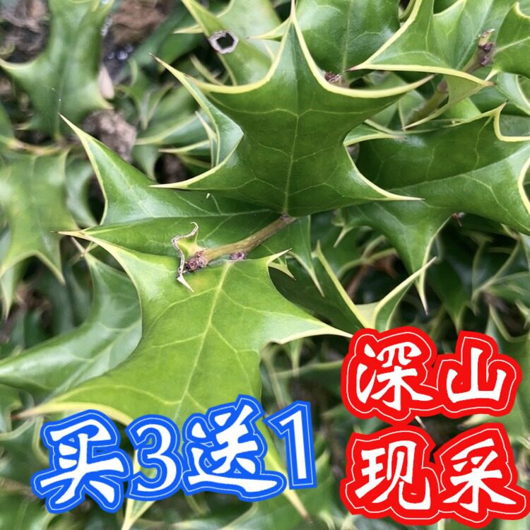 枸骨叶新鲜六角刺叶八角刺叶猫儿刺叶老虎刺叶老鼠刺叶枸骨树叶子