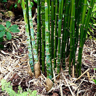 罗汉竹耐别墅寒庭院室内客厅办公室桌面四季常青竹子苗老桩矮化小