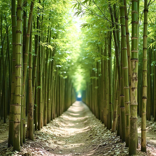 花皮淡竹笋苗种变竹绿粉竹花斑竹庭院观赏围栏篱笆围墙食用笋竹子