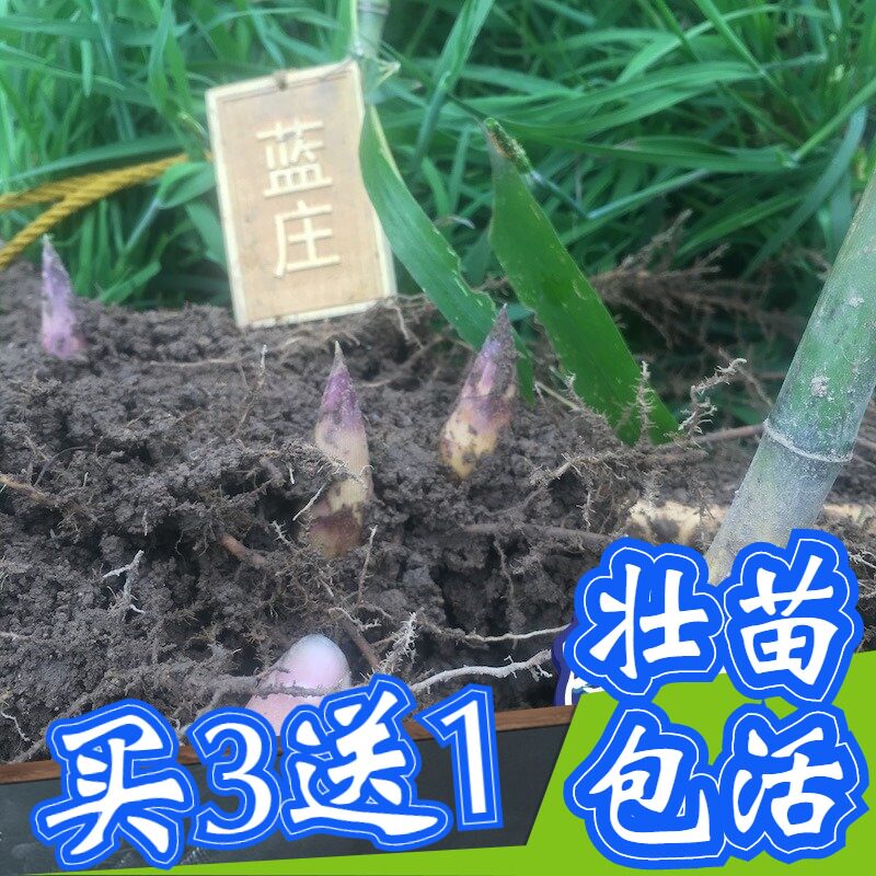顺丰雷竹苗种植食用冬笋苗早园竹花斑黄杆竹桂刚竹毛竹楠竹苗根鞭