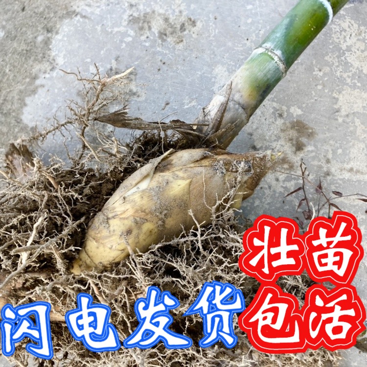 顺丰食用大型楠竹苗种植冬笋苦鳗石早园竹刚竹桂金雷竹毛竹子根鞭