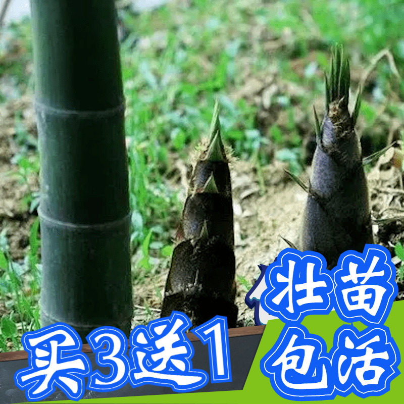 大型楠竹树苗浙江毛竹黄泥笋植物吃笋北方耐寒菜竹食用冬庭院观赏