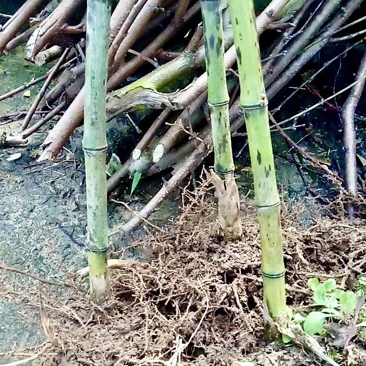 顺丰雷竹苗种植食用冬笋桂竹石竹刚竹早园竹苦竹厘竹毛竹楠竹根鞭