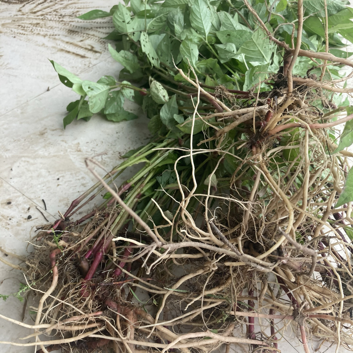 怀牛膝根叶顺丰新鲜野菜煲汤炖骨头山苋菜川怀牛夕淮牛七牛克膝
