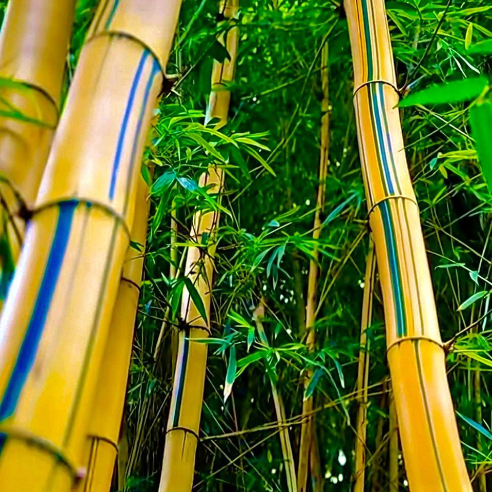 青丝金竹子树苗招财庭院名贵收藏景观赏室内客厅黄金间碧竹金丝竹