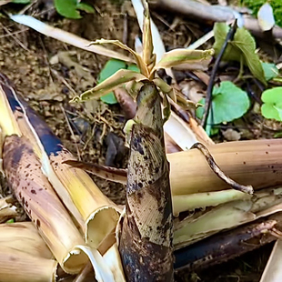 石竹灰斑竹焦壳淡竹苗种植物食用笋苗风景观赏庭院竹子苗紫斑点竹