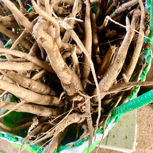 大蓟根新鲜时令蔬菜野菜野红花根刺萝卜刺红花刺牛口舌牛口刺马刺