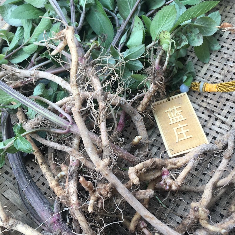 顺丰八棱麻根叶里厘新鲜小接骨木草丹走马风前箭陆英干品磨粉苗种