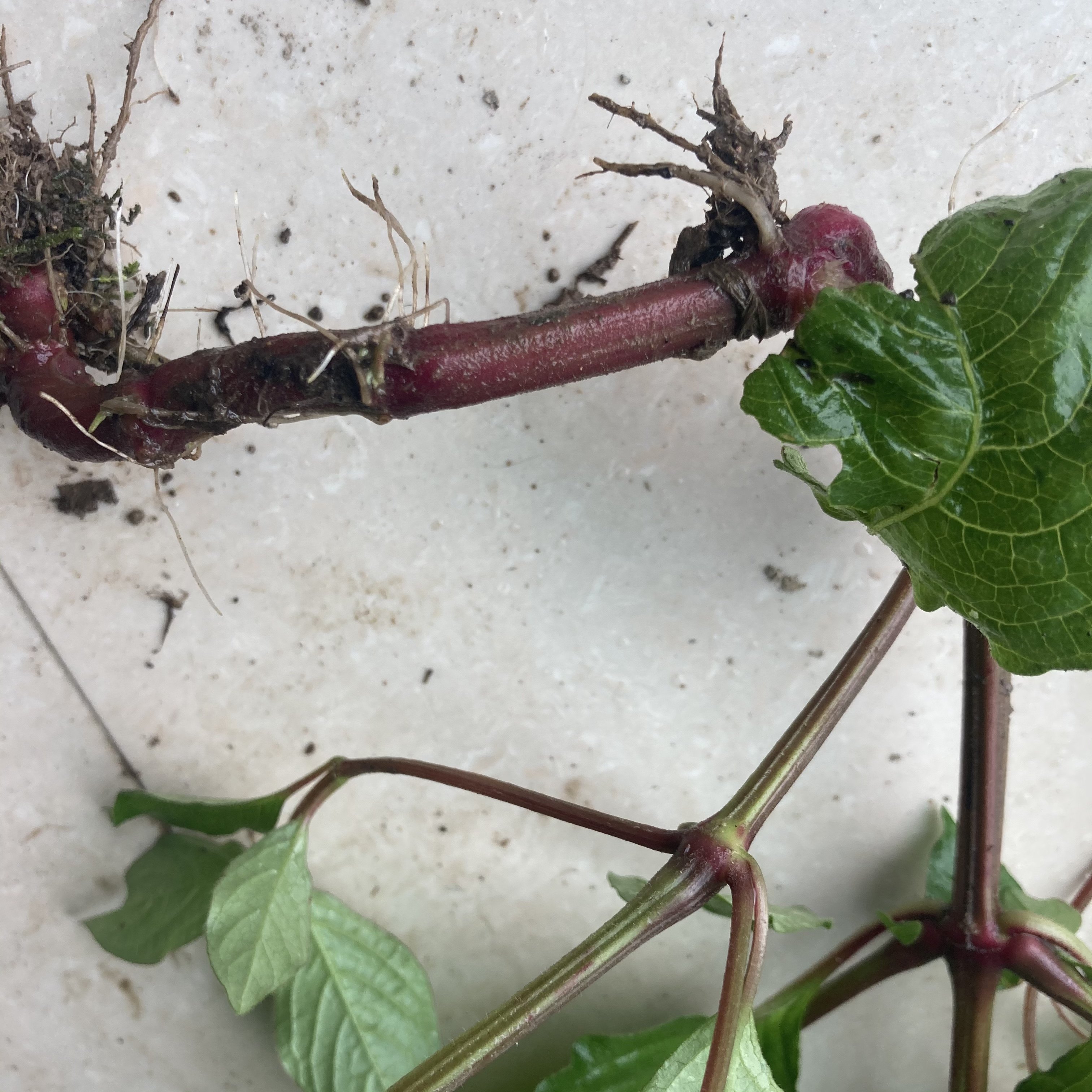 顺丰土牛膝根叶杜牛膝野牛膝粗毛牛膝倒钩扣草红牛膝新鲜干苗茶粉